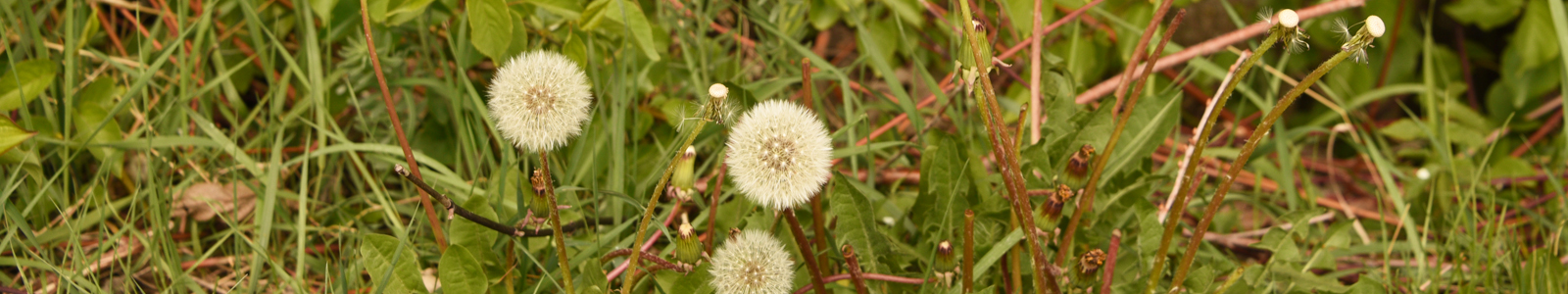 Löwenzahn, Pusteblume © Dienstleistungszentren Ländlicher Raum